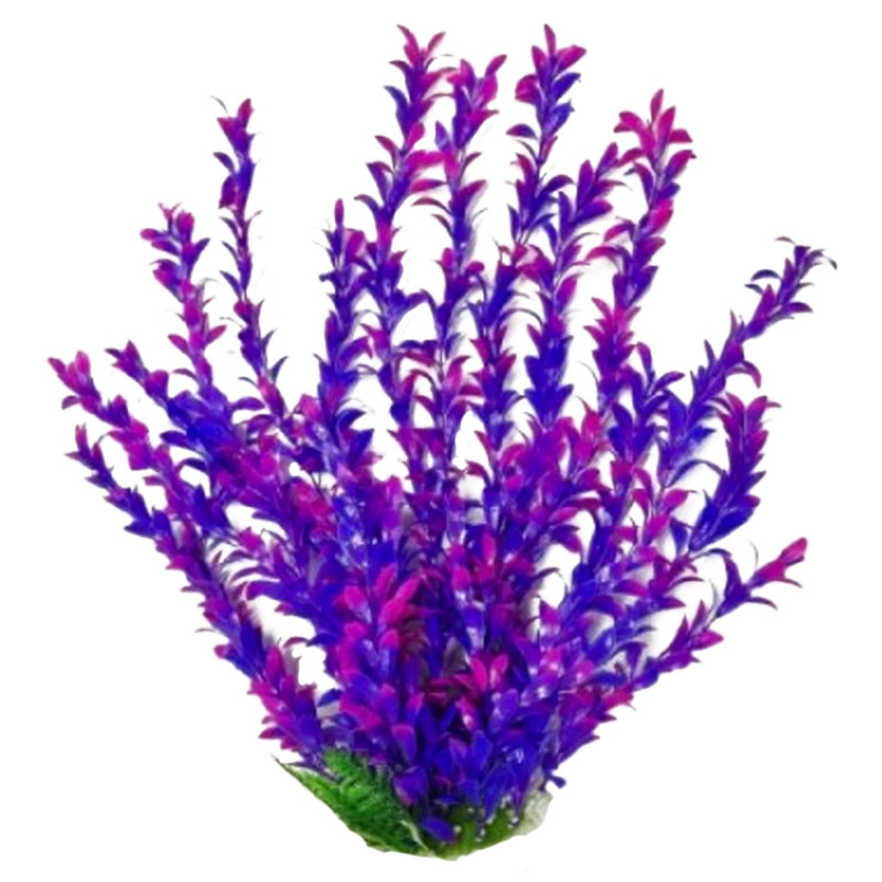 Hygros Aquarium Plant